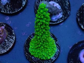 CE Acro <br/>Dallas ASB