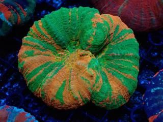 Scolymia <br/>Double Head Gold


