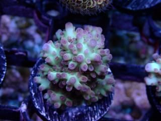 Acro Frag<br/>Elkhorn BBC