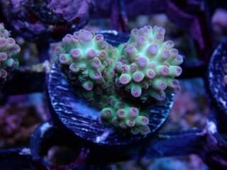 Acro Frag<br/>Elkhorn BBC