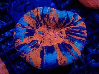 Scolymia <br/>Warpaint

