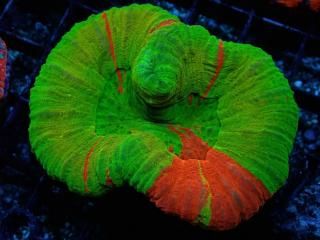 Scolymia <br/> Bleeding Apple Ultra Yellow
