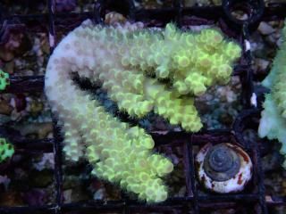 teeny acro<br/>tenuis yellow