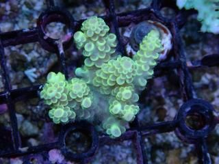 teeny acro<br/>tenuis yellow