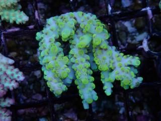 teeny acro<br/>highlighter