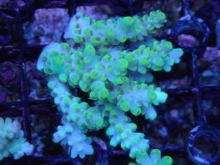 teeny acro<br/>highlighter