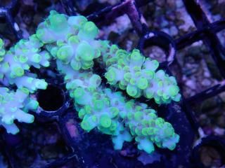 teeny acro<br/>highlighter