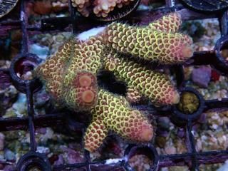 teeny acro<br/>Prostrata Gold