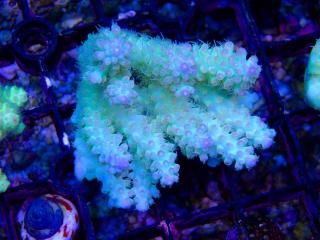 teeny acro<br/>Nasuta