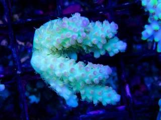 teeny acro<br/>Nasuta