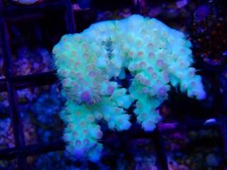 teeny acro<br/>Nasuta