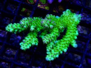 teeny acro<br/>Nasuta