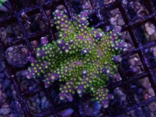 teeny acro<br/>Nana Purple