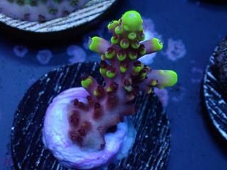 Acro Frag<br/>Fox Flame