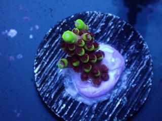 Acro Frag<br/>Fox Flame