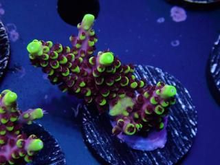 Acro Frag<br/>Fox Flame