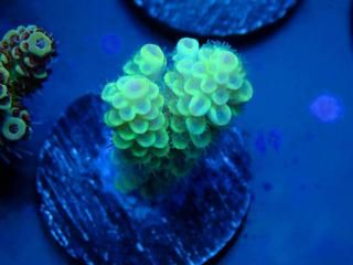 Acro Frag<br/>Tenuis Yellow