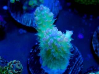 Acro Frag<br/>Nasuta