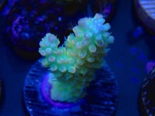 Acro Frag<br/>Nasuta