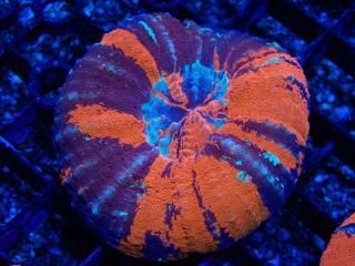 Scolymia <br/>Warpaint

