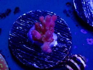 CE Acro <br/>Island Red Devil (ASB)