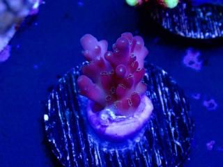 CE Acro <br/>Island Red Devil (ASB)