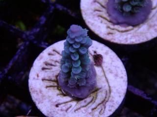 CE Acro <br/>Tenuis Blue