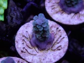 CE Acro <br/>Tenuis Blue