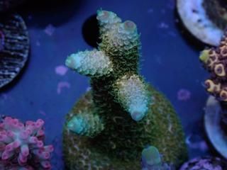 CE Acro <br/>Mille Aussie Gold