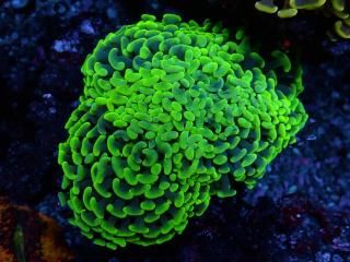 ﾅｶﾞﾚﾊﾅｻﾝｺﾞ・ﾀｺｱｼｻﾝｺﾞ・ﾊﾅｻﾝｺﾞ - AQUASTAGE 518