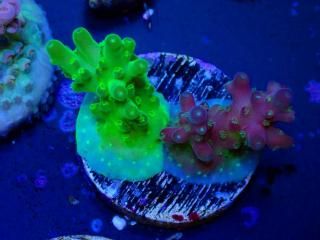 CE Acro <br/>Grafted Cherry Blossom��Cherry Blossom(ASB)