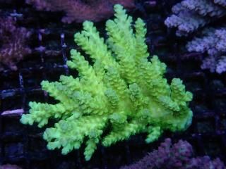 Acropora <br>Tenuis Yellow/Green