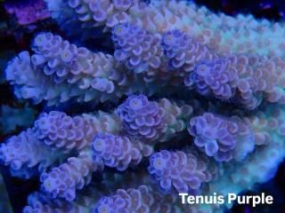 Acropora <br>Tenuis Purple/Pink