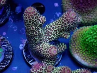 Acro Frag<br/>Prostrata Gold