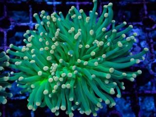 �������Ď׎؎��� �Ď���<br/> Aussie Pineapple