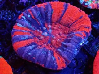 Scolymia <br/> Warpaint
