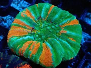 Scolymia <br/> Ultra Grade Bleeding Apple
