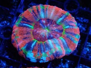 Scolymia <br/> Master Grade RARE 