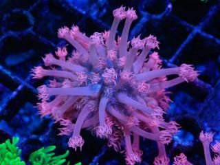 �������Ď׎؎��� Goniopora<br/>Pink