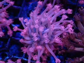 �������Ď׎؎��� Goniopora<br/>Pink