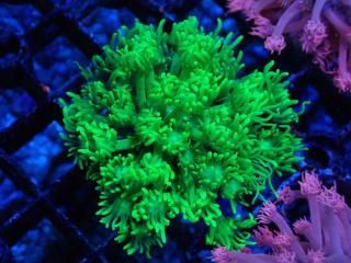 Ď׎؎ Goniopora<br/>Toxic Green