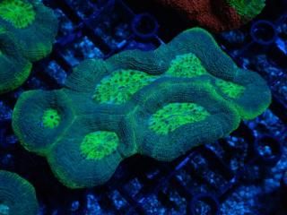 Homophyllia bowerbanki <br/>Green