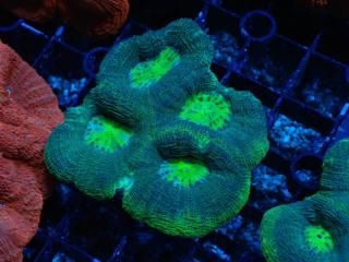 Homophyllia bowerbanki <br/>Green