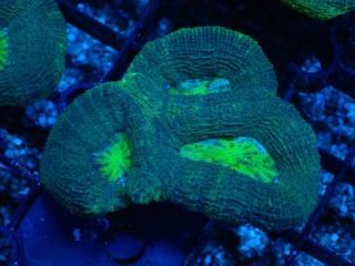 Homophyllia bowerbanki <br/>Green