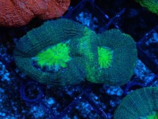 Homophyllia bowerbanki <br/>Green