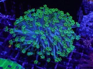 Ď׎؎ ܎ݎ<br/> Green