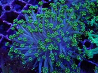 Ď׎؎ ܎ݎ<br/> Green