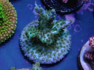 CE Acro <br/>Pearl Ghost(ASB)