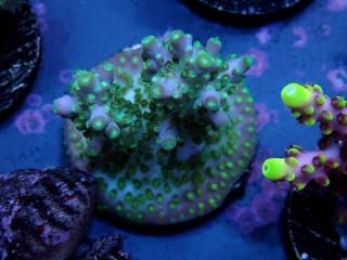 CE Acro <br/>Pearl Ghost(ASB)