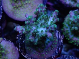 CE Acro <br/>Pearl Ghost(ASB)